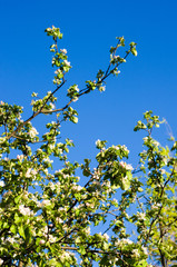 Background of blooming beautiful flowers of apple on a sunny day in early spring close up, soft focus