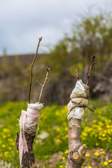 Whitewashing of fruit trees.