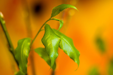 Willow branches with fresh green leaves in a vase