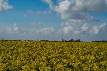 field and blue sky