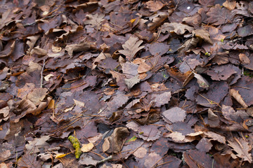 foliage after leaf fall