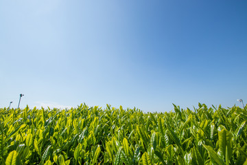八女中央大茶園　Tea plantation　福岡県八女市