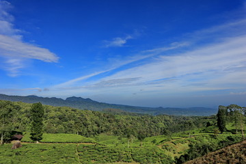 Fototapeta na wymiar freshness of the Pagilaran Batang tea garden on a sunny morning