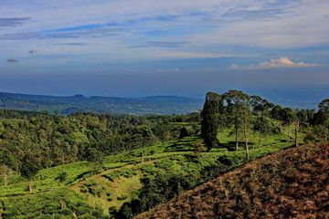 Fototapeta na wymiar freshness of the Pagilaran Batang tea garden on a sunny morning