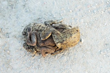 Group of Frogs in river during the breeding season