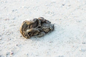 Group of Frogs in river during the breeding season