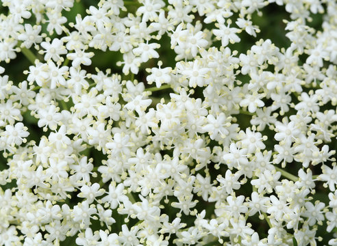 white flowers may used as background