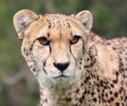 cheetah portrait with natural background © LeitnerR