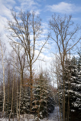 winter forest