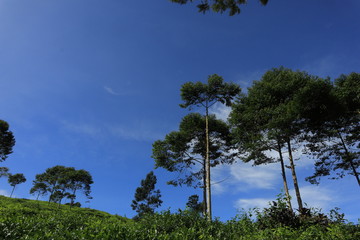 freshness of the Pagilaran Batang tea garden on a sunny morning