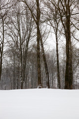Trees in the winter season