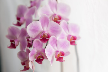 Orchid flower white with purple veins