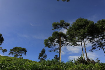 freshness of the Pagilaran Batang tea garden on a sunny morning