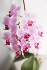 Naklejka na ściany i meble Orchid flower white with purple veins