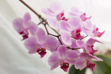 Naklejka na ściany i meble Orchid flower white with purple veins