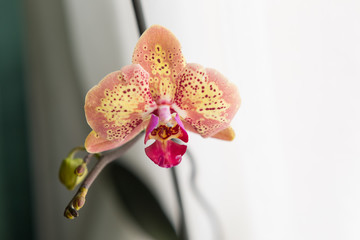 Orchid flowers on the window