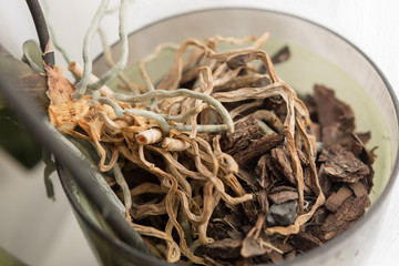 dry orchid roots. orchid in pot