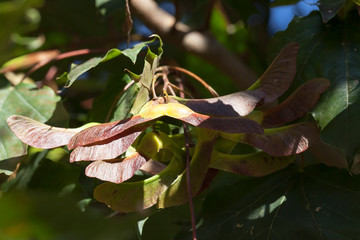 Old maple seeds