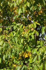 A new crop of walnuts