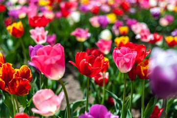 background of many-colored tulips in field of spring blurry background