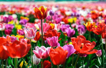 Background of many-colored tulips in field of spring blurry background