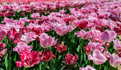 Beautiful field of pink and red tulips on blurry background