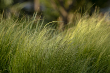 green herbs field