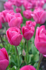 Mass of pink tulip flowers in a shady Spring garden bed