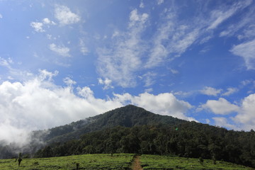 freshness of the Pagilaran Batang tea garden on a sunny morning
