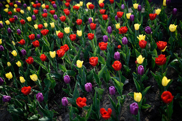 Bright colorful red purple and yellow tulip flowers in a Spring garden bed