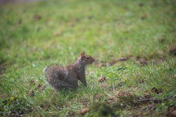 North American squirrel on green grass