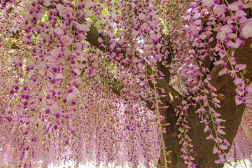 中山の大藤　Wisteria flower　福岡県柳川市