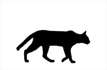 Obraz premium Cat walking silhouette detailed hairy outline, cat with fur
