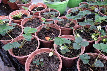 Growing strawberry in plastic pots in greenhouse