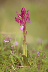 Flowering Orchis Papilionacea, Anacamptis Papilionacea – Butterfly Orchid