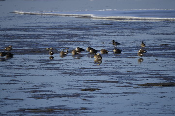 The birds of the sea