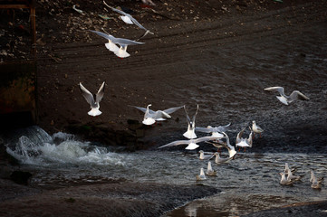 The birds of the sea