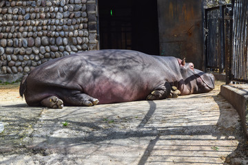  big dangerous mammal hippo lies on the ground