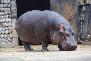 big dangerous hippopotamus mammal stands on the ground