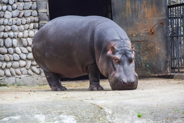 big dangerous hippopotamus mammal stands on the ground
