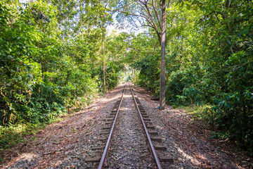 Obraz premium railway in the rain forest