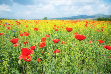 Fototapeta na wymiar Poppy Field in Bulgaria, summer scene