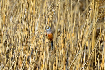 A bird in the reeds