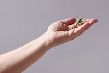 Women's hands hold, guarding, on the palms of a young green plant on a light background, the concept of nature protection