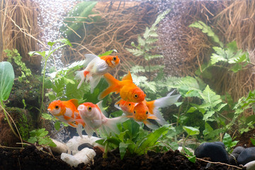 Goldfish carassius auratus natural background