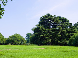 Obraz premium tree in the field