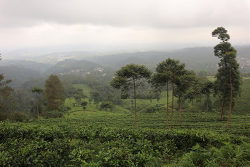 tea plantation with blue sky in the morning