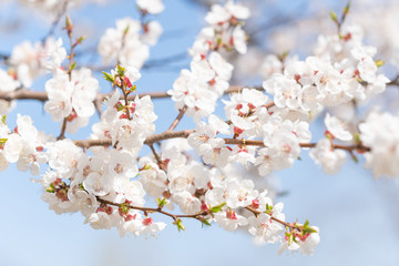 Blooming apricot tree, flowers against the blue sky, in the spring day.