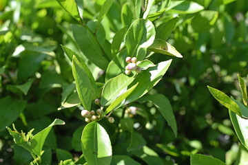 Lemon Blossoms