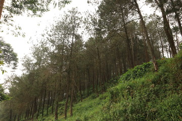 tea plantation with blue sky in the morning